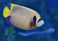 I Think My Fish Has Autism